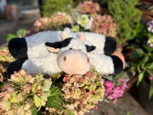 Kossa som Kudde och Gosedjur